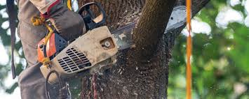 How Our Tree Care Process Works  in Pleasant Hill, CA