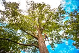 Best Tree Trimming and Pruning  in Pleasant Hill, CA