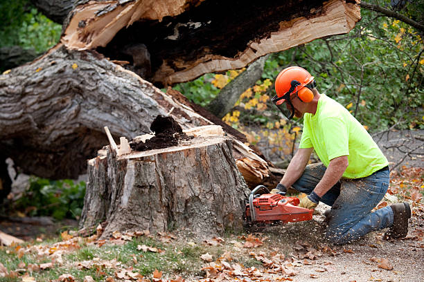 Best Lawn Disease Treatment  in Pleasant Hill, CA