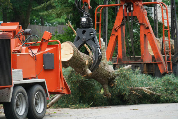 Best Arborist Consultation Services  in Pleasant Hill, CA