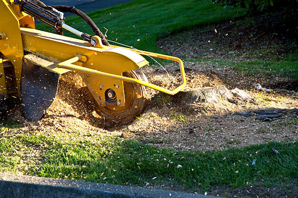 Best Lawn Grading and Leveling  in Pleasant Hill, CA